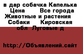 в дар собачка Капелька › Цена ­ 1 - Все города Животные и растения » Собаки   . Кировская обл.,Луговые д.